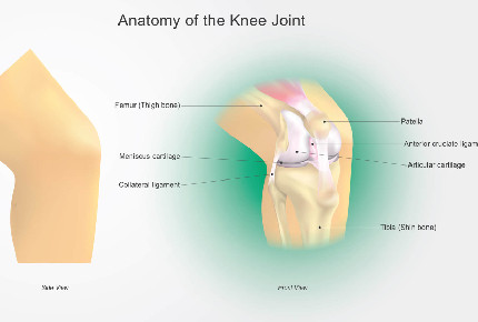Anatomie kolenního kloubu